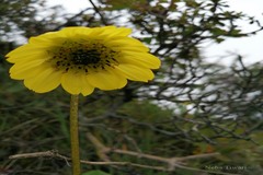 Cremanthodium decaisnei